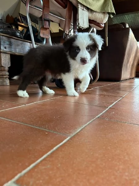 Cuccioli di border collie.