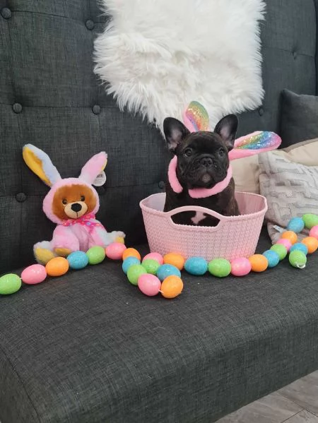 Regalo....cucciolata di bouledogue francese