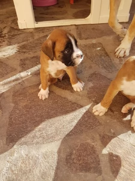 Regalo cuccioli boxer purissimi 