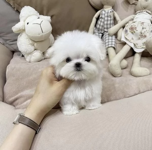 Regalo maltese toy cuccioli disponibile per l'adozione