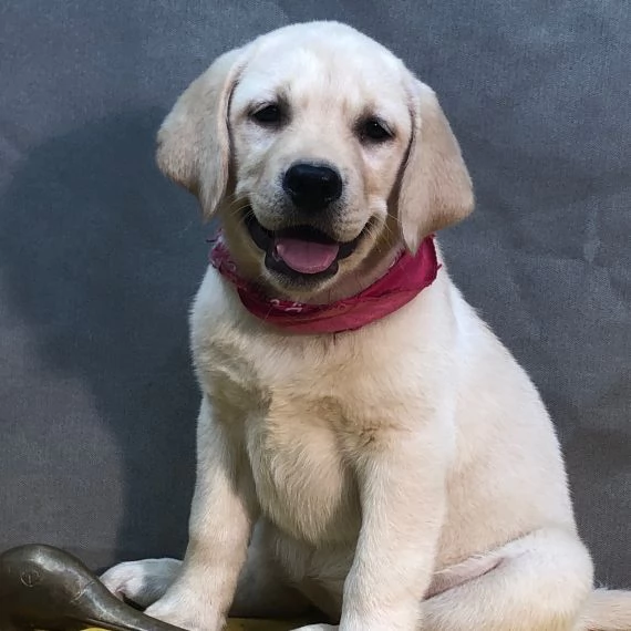 Regalo Cuccioli di Labrador cioccolato