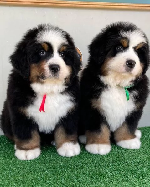 Simpatici cuccioli di montagna bernese 
