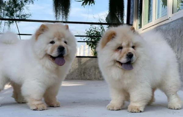 Regalo cuccioli di chow chow femminucce e maschietti 