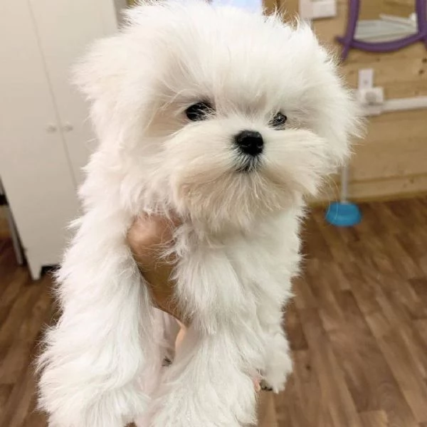 pura razza cuccioli di micro maltese per adozione