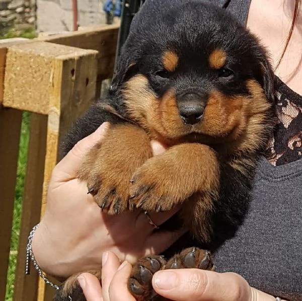 pura razza cuccioli di rottweiler per adozione