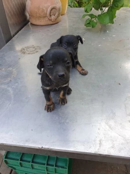 Regalo cagnolini meticci taglia piccola