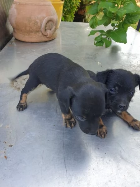 Regalo cagnolini meticci taglia piccola | Foto 3