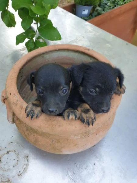 Regalo cagnolini meticci taglia piccola | Foto 2