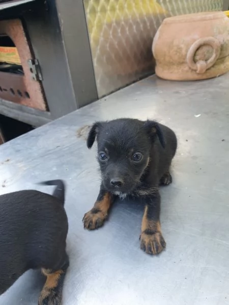 Regalo cagnolini meticci taglia piccola | Foto 1