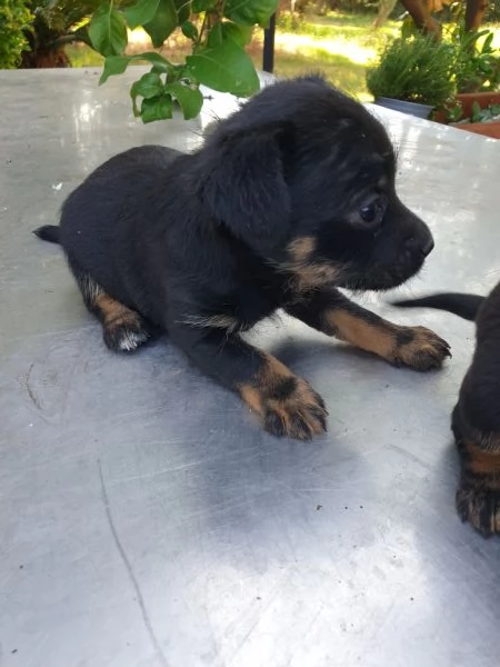 Regalo cagnolini meticci taglia piccola | Foto 0