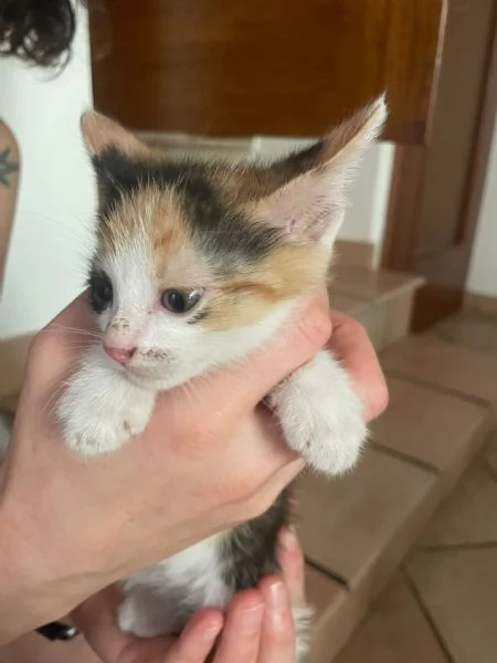 Gattini in regalo  | Foto 6