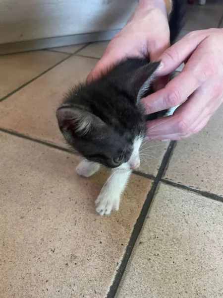 Gattini in regalo  | Foto 5