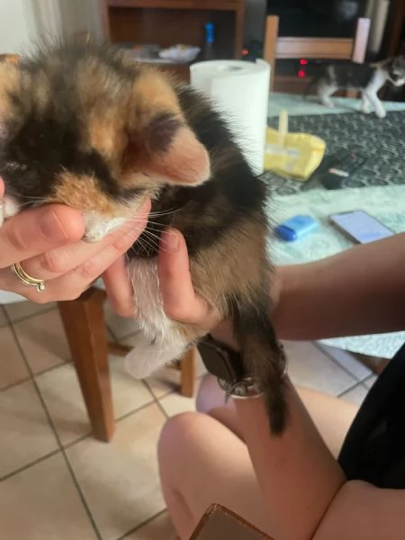 Gattini in regalo  | Foto 4