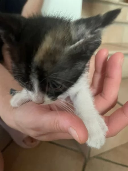 Gattini in regalo  | Foto 3