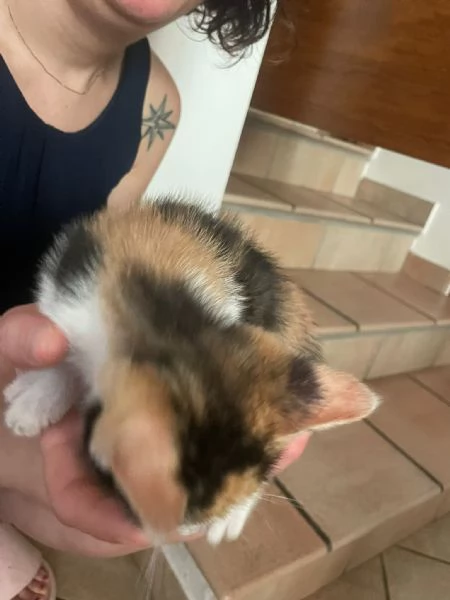 Gattini in regalo  | Foto 2