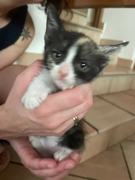 Gattini in regalo  | Foto 1