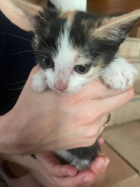 Gattini in regalo  | Foto 0