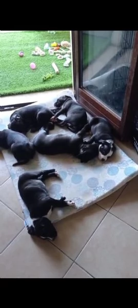 Vendo cuccioli di Amstaff 