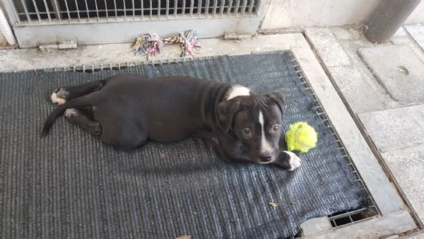 Vendo cuccioli di Amstaff  | Foto 5