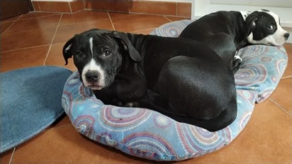 Vendo cuccioli di Amstaff  | Foto 4