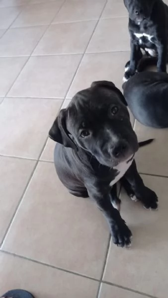 Vendo cuccioli di Amstaff  | Foto 3