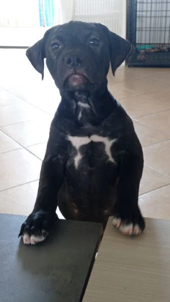 Vendo cuccioli di Amstaff  | Foto 2