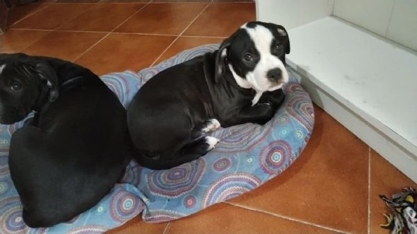 Vendo cuccioli di Amstaff  | Foto 1