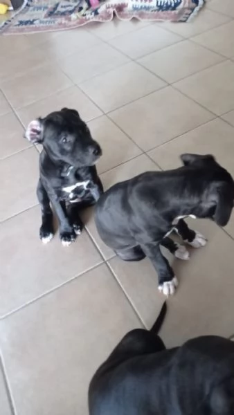 Vendo cuccioli di Amstaff  | Foto 0