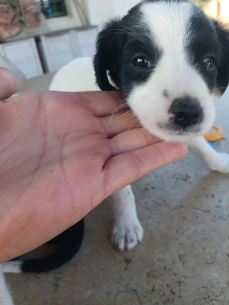 Cuccioli di Breton | Foto 2