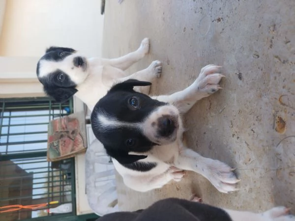 Cuccioli di Breton | Foto 1