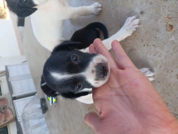 Cuccioli di Breton | Foto 0