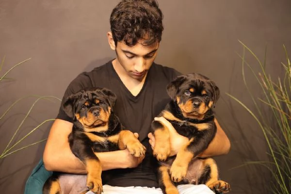 pura razza cuccioli di rottweiler per adozione