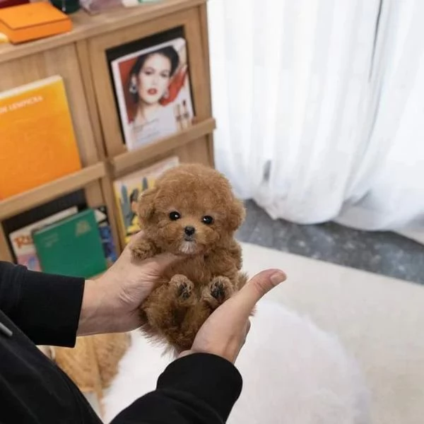 Regalo cuccioli di barboncino