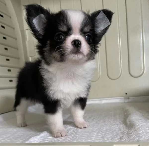 Regalo chihuahua taglia molto piccola