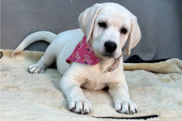 Regalo Cuccioli di Labrador cioccolato