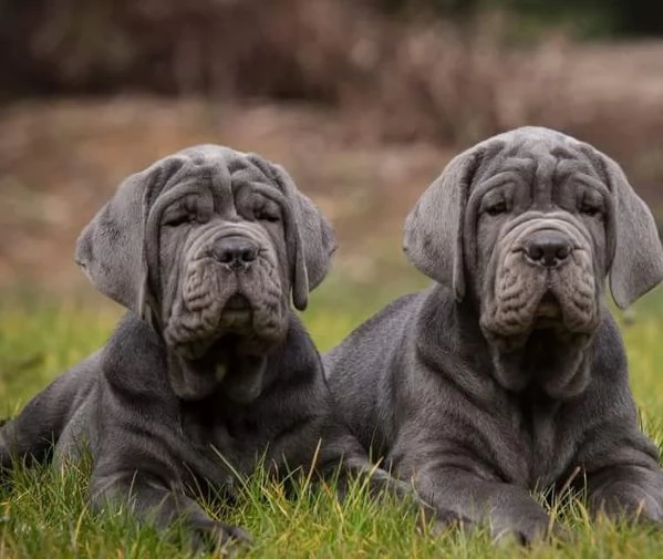 Vendo cuccioli di cane corso.