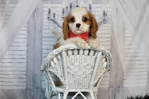 Vendita cuccioli di Cavalier King Charles Spaniel