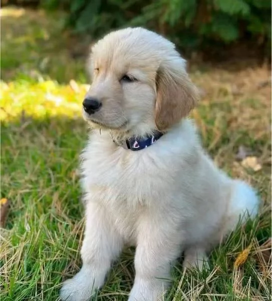 Vendita cuccioli di Golden Retriever