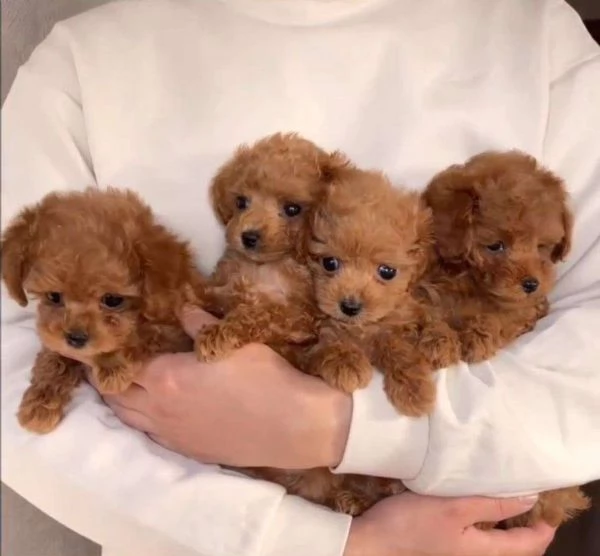 Cuccioli di barboncino qui in vendita