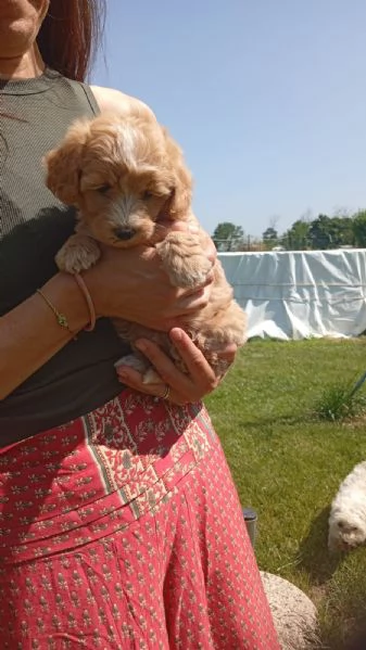 Cuccioli di Maltipoo