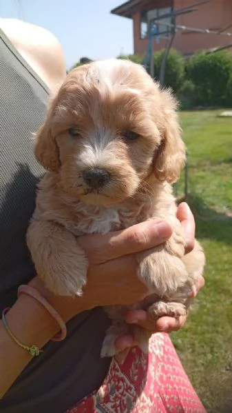 Cuccioli di Maltipoo | Foto 3
