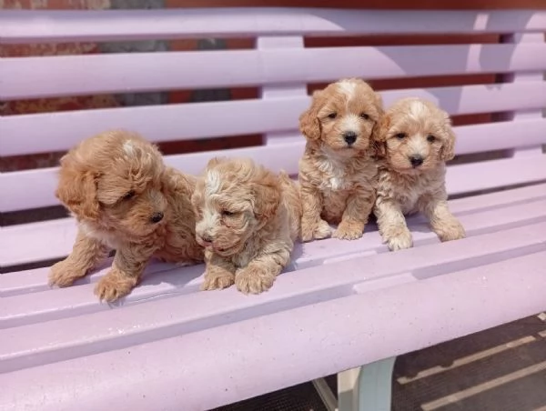 Cuccioli di Maltipoo | Foto 1