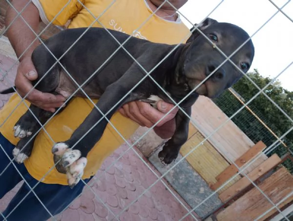 Cuccioli di pitbull ukc red nose