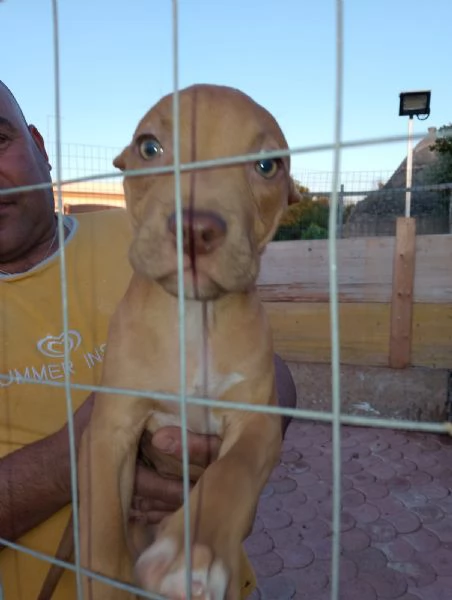 Cuccioli di pitbull ukc red nose | Foto 6