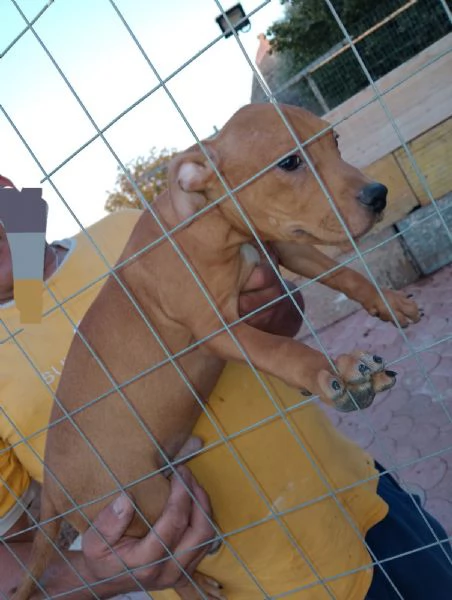 Cuccioli di pitbull ukc red nose | Foto 5