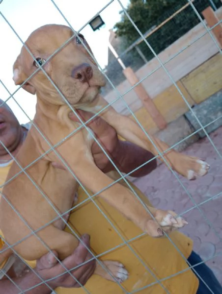 Cuccioli di pitbull ukc red nose | Foto 4