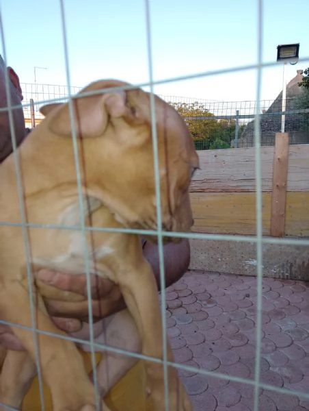 Cuccioli di pitbull ukc red nose | Foto 3