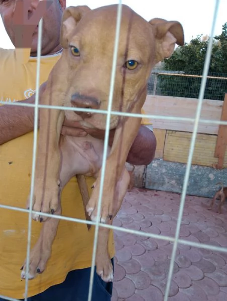 Cuccioli di pitbull ukc red nose | Foto 2