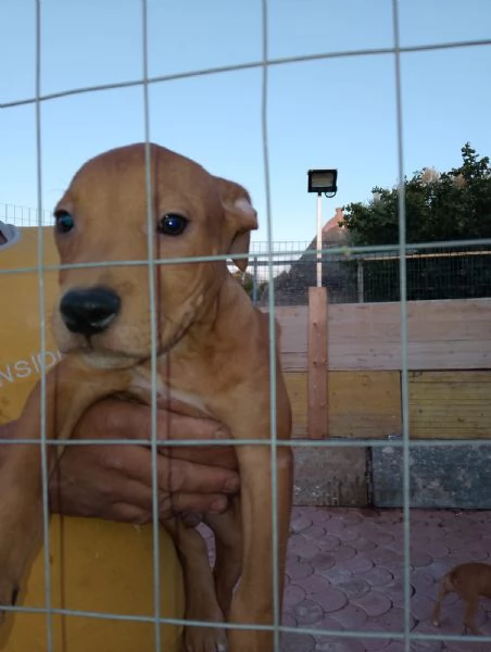 Cuccioli di pitbull ukc red nose | Foto 1