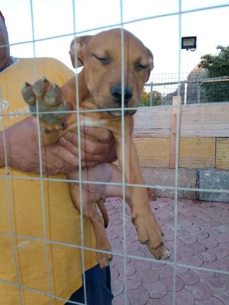 Cuccioli di pitbull ukc red nose | Foto 0